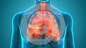 Human Respiratory System Lungs Anatomy