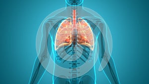 Human Respiratory System Lungs Anatomy