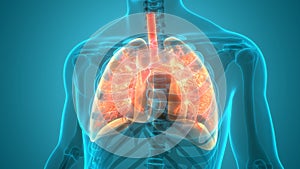 Human Respiratory System Lungs Anatomy