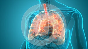 Human Respiratory System Lungs Anatomy