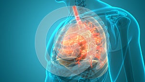 Human Respiratory System Lungs Anatomy