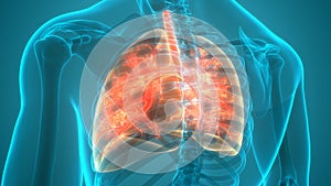 Human Respiratory System Lungs Anatomy