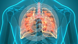 Human Respiratory System Lungs Anatomy