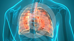 Human Respiratory System Lungs Anatomy