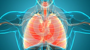 Human Respiratory System Lungs Anatomy