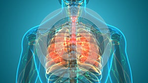 Human Respiratory System Lungs Anatomy