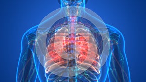 Human Respiratory System Lungs Anatomy 