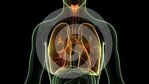 Human Respiratory System Lungs Anatomy