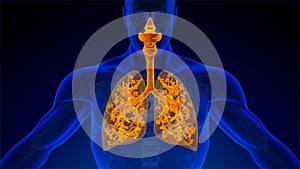 Human Respiratory System Lungs Anatomy