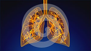 Human Respiratory System Lungs Anatomy