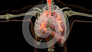 Human Respiratory System Lungs Anatomy Animation Concept. visible lung, pulmonary ventilation,