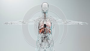 Human Respiratory System Lungs Anatomy Animation Concept. visible lung, pulmonary ventilation, trachea,