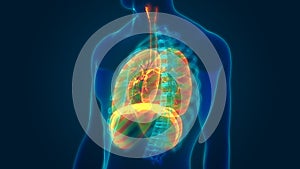 Human Respiratory System Lungs with Diaphragm Anatomy