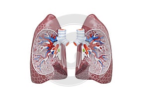 Human respiratory system model is show Lungs. Human physical model for education of anatomy.3D Render Medical lung inner structure