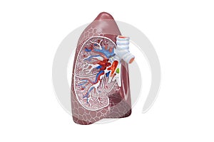 Human respiratory system model is show Lungs. Human physical model for education of anatomy.3D Render Medical lung inner structure