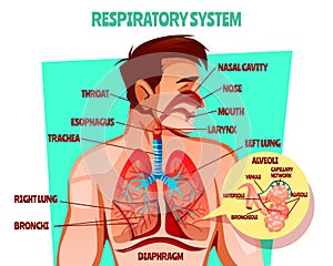 Human respiratory system vector illustration photo