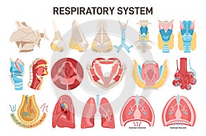 Human respiratory sytem. Nose, trachea, lungs and alveoli. Respiratory system