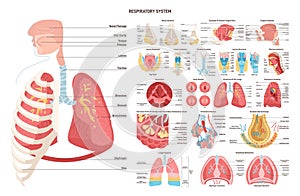 Human respiratory sytem set. Nose, trachea, lungs and alveoli. Respiratory