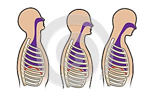 Human respitory system in