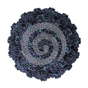Human Rhinovirus