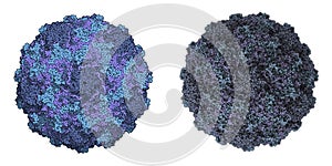 Human Rhinovirus