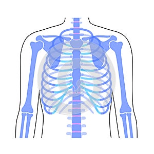 Human rib cage anatomy