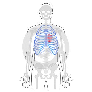 Human rib cage anatomy