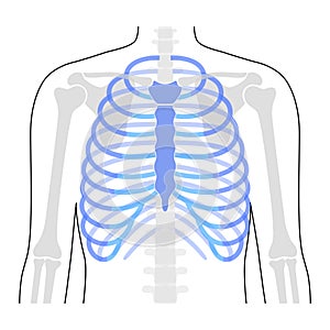 Human rib cage anatomy