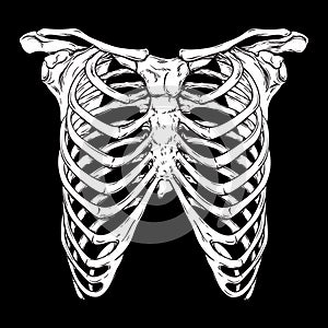 Human ribcage hand drawn line art anatomically correct. White over black background vector illustration. Print design for t-shirt