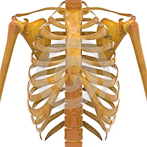 Human Ribs with Scapula Bones