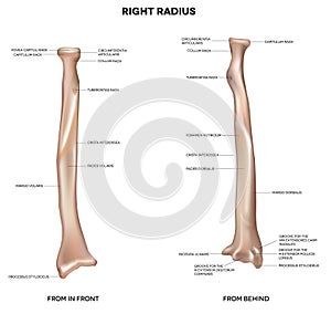 Human right radius, bone photo