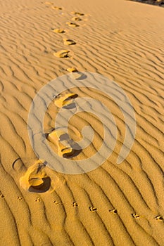 Human`s footprints on the wavy sand in desert