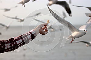 Human`s hand feeding seagulls on the seaside background.