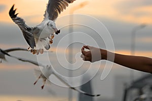 Human`s hand feeding seagulls . Selective focus and shallow depth of field.