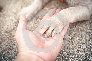 Human`s hand holding dog paw