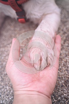 Human`s hand holding dog paw