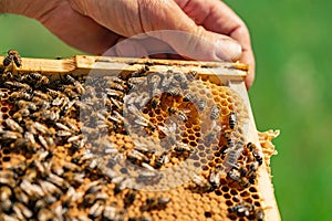 human\'s hand holds a wooden frame with honeycomb and bees inside. Close-up
