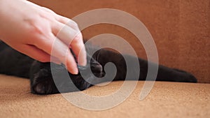 Human`s hand stroking a sleeping black cat