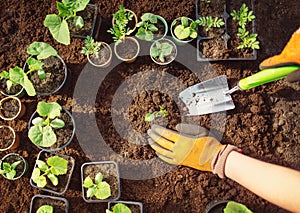 Human's hands seedling a plant sprout in the black soil.