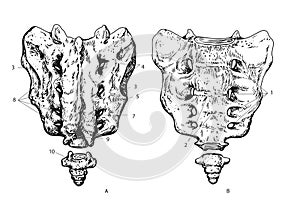 Human sacrum photo