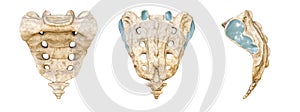 Human sacrum and coccyx posterior, anterior and lateral face isolated on white background 3D rendering illustration. Blank photo