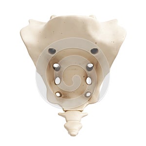 Human sacrum