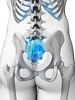 Human sacrum photo