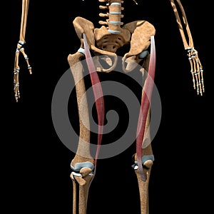 Human sartorius muscles on skeleton photo