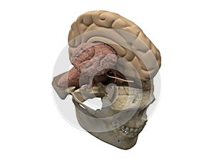 Human scull, brain hemisphere and cerebellum photo