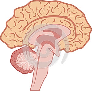 Human sectional brain