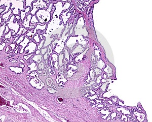 Human seminal vesicle