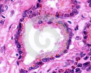 Human seminal vesicle. Epithelium