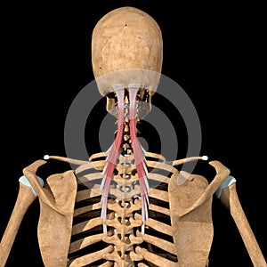 Human semispinalis capitis muscles on skeleton