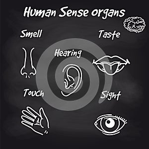 Human sense organs on chalkboard background